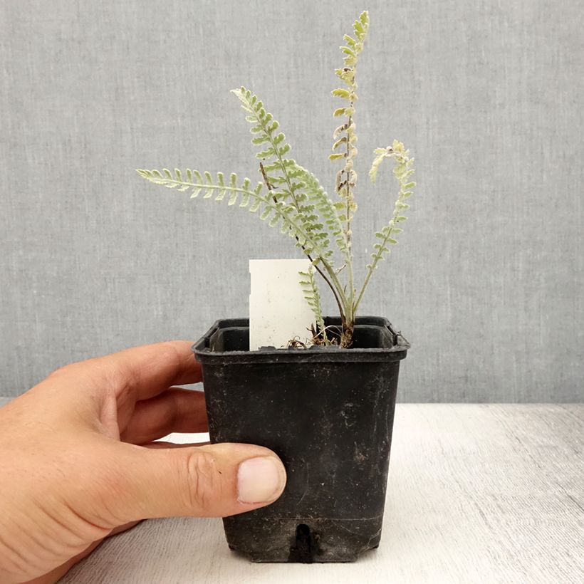 Esemplare di Achillea clypeolata Vasetto da 8/9 cm consegnato in estate