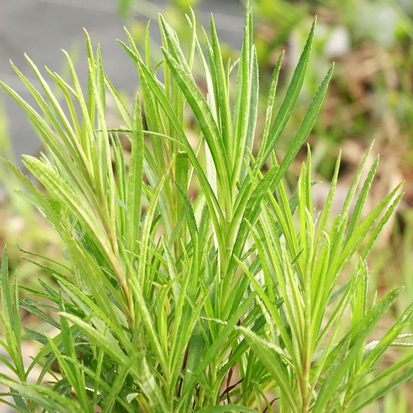 Achillea ptarmica (Fogliame)