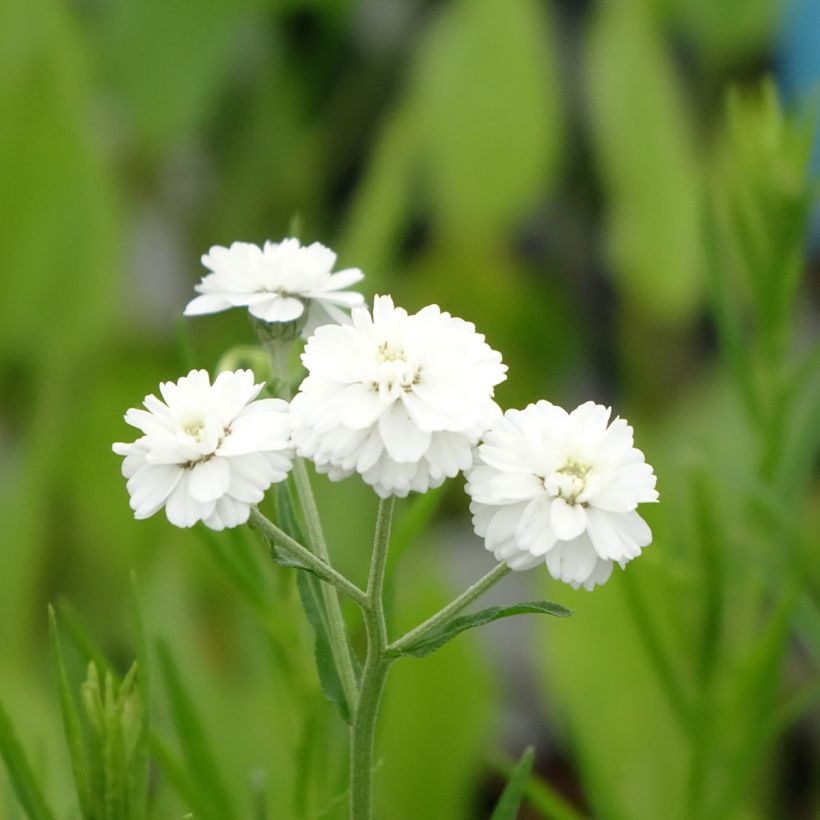 Achillea ptarmica (Fioritura)