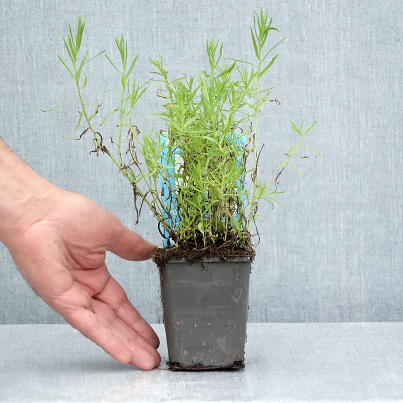 Esemplare di Achillea ptarmica Vasetto da 8/9 cm consegnato in estate