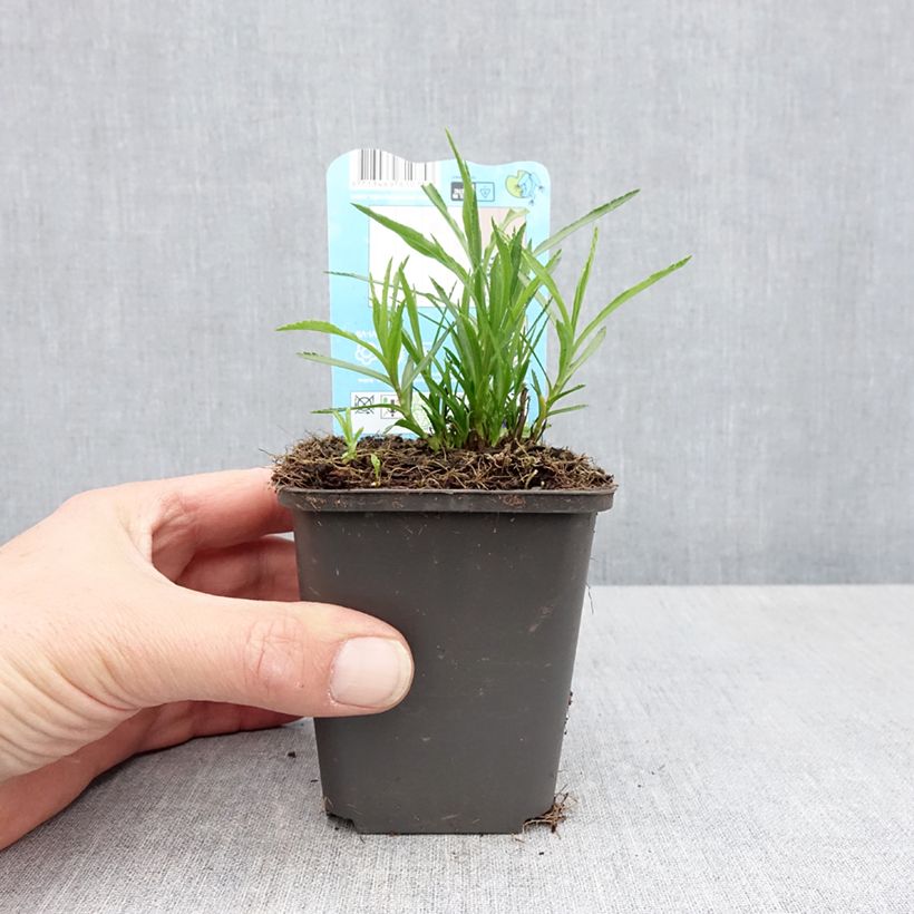 Achillea ptarmica - Bouton-d'argent - Godet de 8/9 cm esemplare consegnato in primavera
