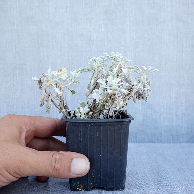 Esemplare di Achillea umbellata Vasetto da 8/9 cm consegnato in estate