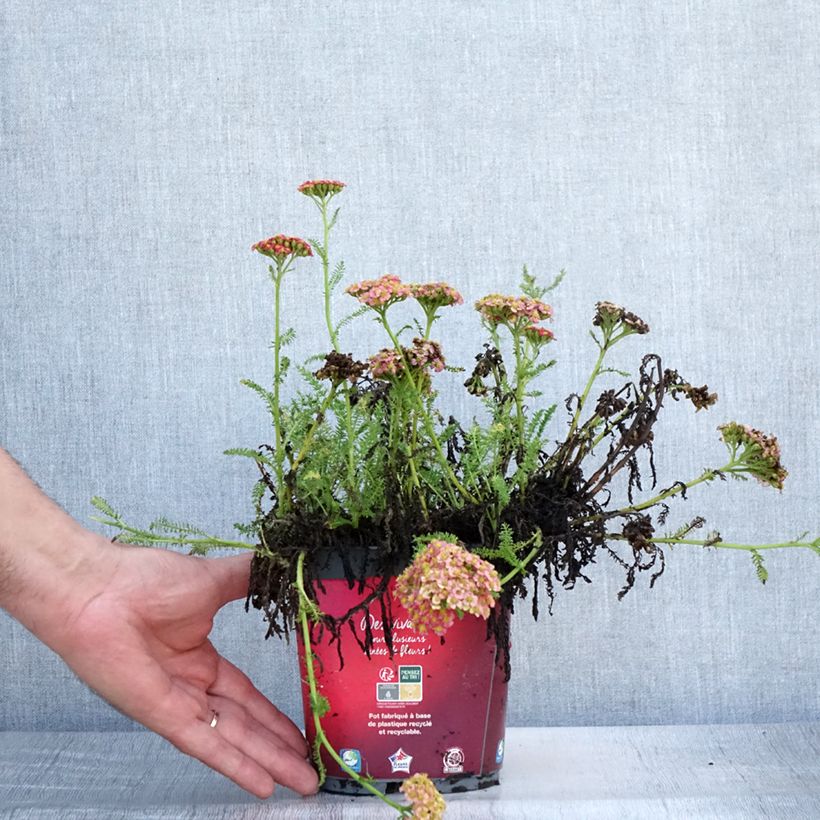 Esemplare di Achillea millefolium Desert Eve Red Vaso da 2L/3L consegnato in estate