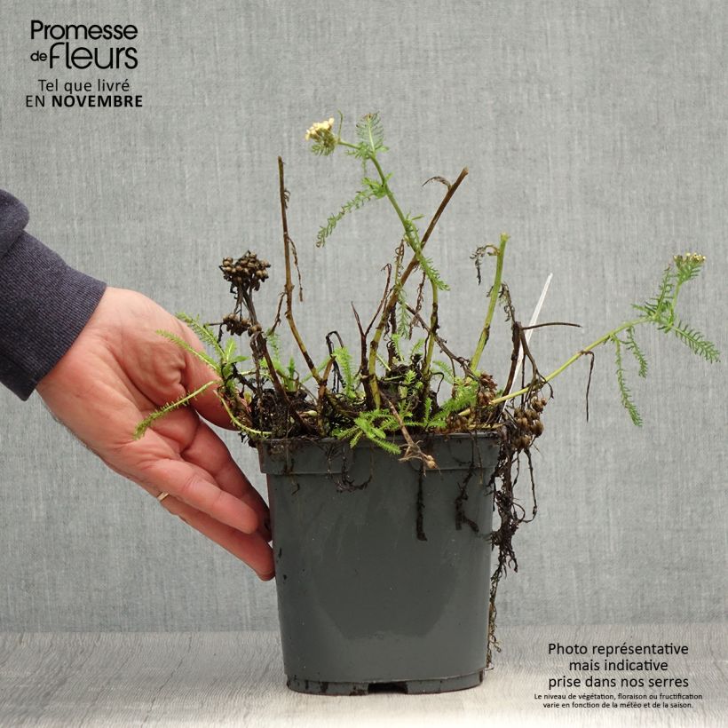 Esemplare di Achillea millefolium Desert Eve Terracotta Vaso da 2L/3L come consegnato in autunno