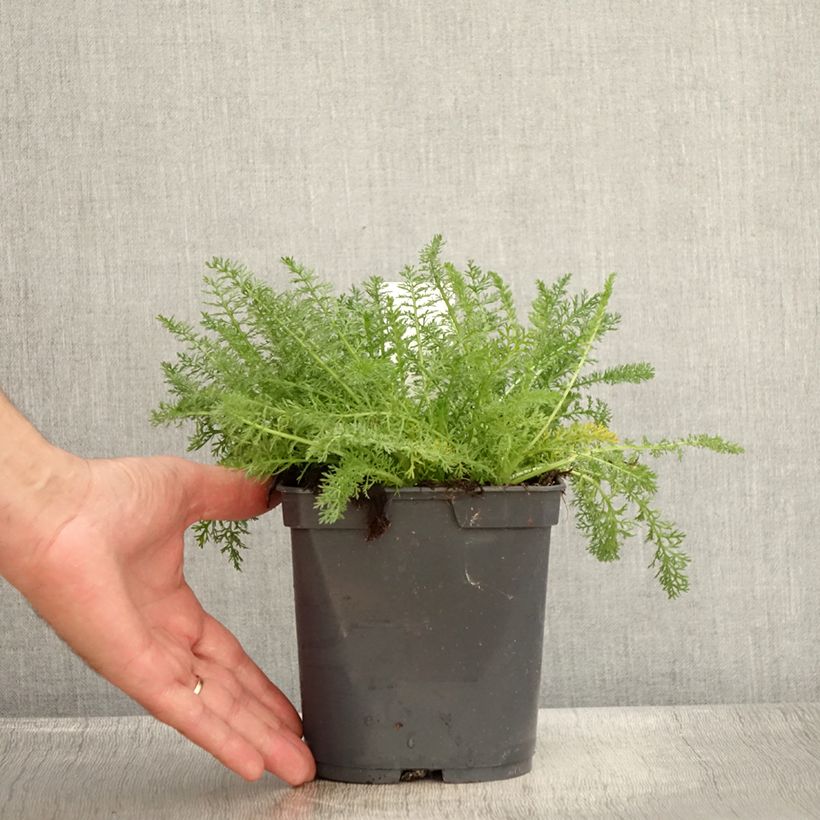 Esemplare di Achillea millefolium Desert Eve Terracotta Vaso da 2L/3L consegnato in estate
