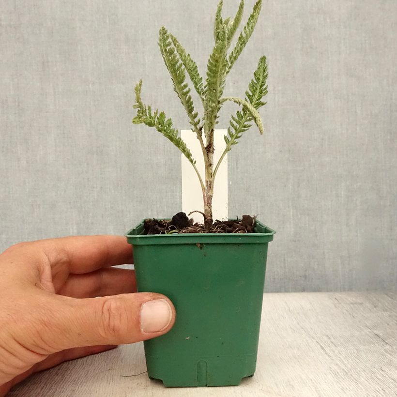 Esemplare di Achillea millefolium Alabaster Vasetto da 8/9 cm consegnato in estate