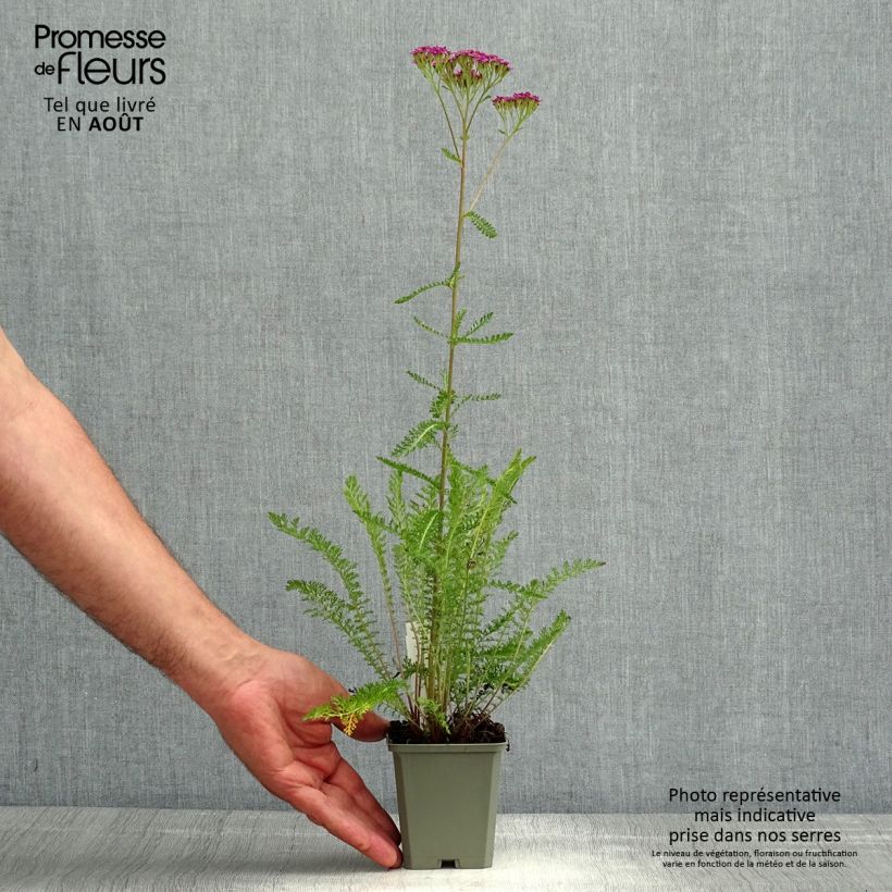 Esemplare di Achillea millefolium Cassis Vasetto da 8/9 cm consegnato in estate