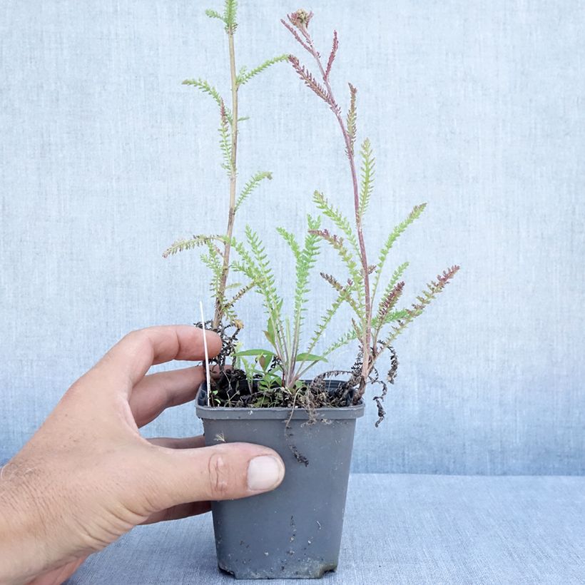 Esemplare di Achillea millefolium Hannelore Pahl Vasetto da 8/9 cm consegnato in estate