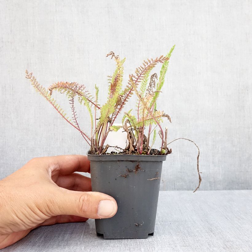 Esemplare di Achillea millefolium Apfelblute Vasetto da 8/9 cm consegnato in estate
