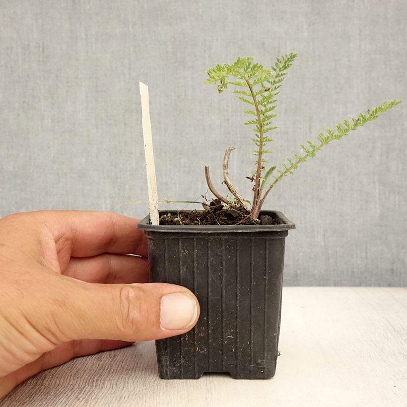 Esemplare di Achillea millefolium Pomegranate Vasetto da 7/8 cm consegnato in estate
