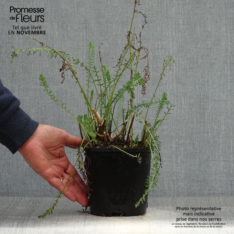 Esemplare di Achillea millefolium Terracotta Vaso da 2L/3L come consegnato in autunno