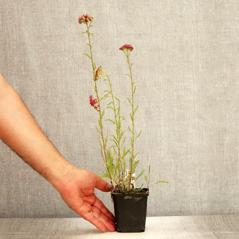 Esemplare di Achillea millefolium Velours Vasetto da 8/9 cm consegnato in estate