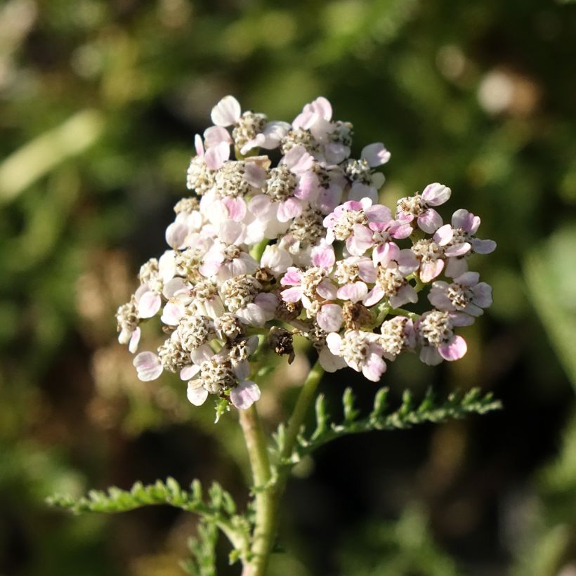 Achillea millefolium Wonderful Wampee (Fioritura)
