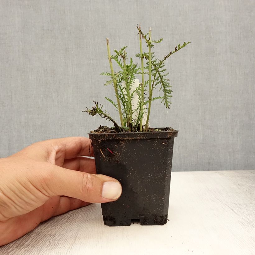 Esemplare di Achillea millefolium Wonderful Wampee Vasetto da 8/9 cm consegnato in estate