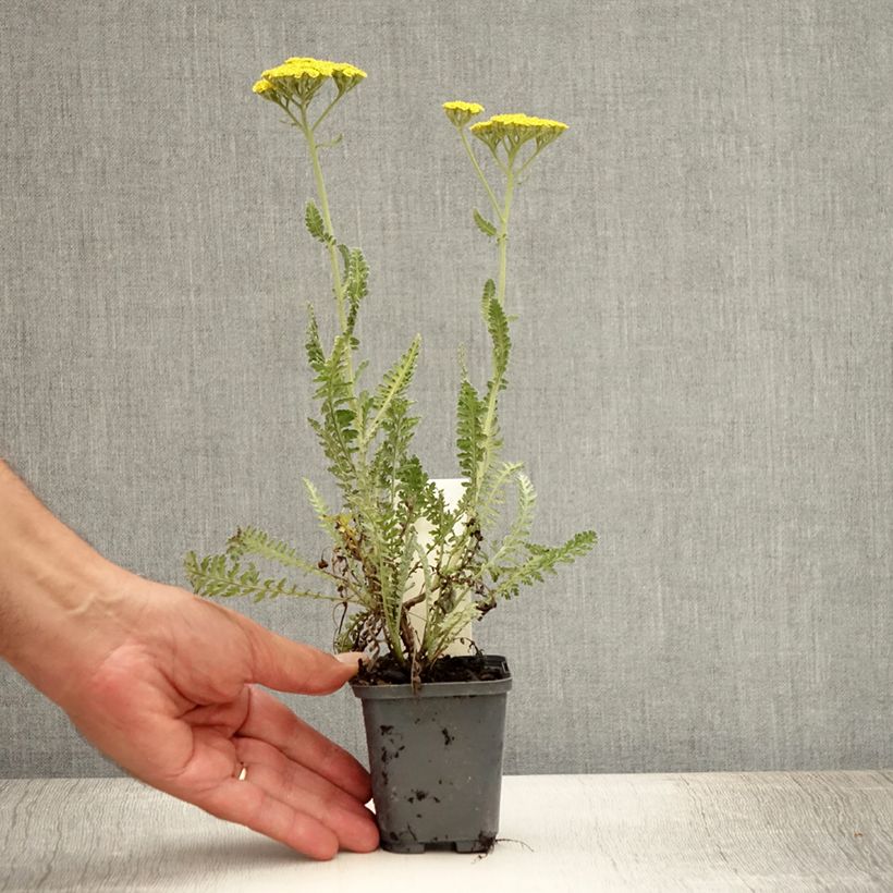 Esemplare di Achillea Moonshine Vasetto da 8/9 cm consegnato in estate
