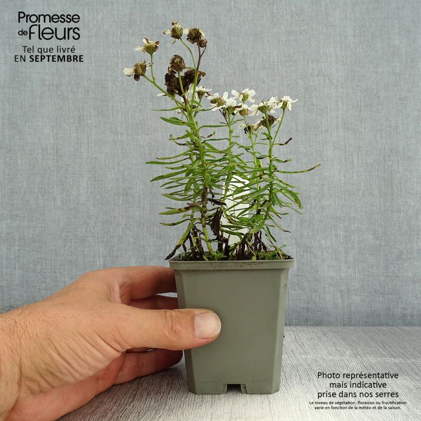 Esemplare di Achillea ptarmica Nana Compacta Vasetto da 8/9 cm consegnato in estate