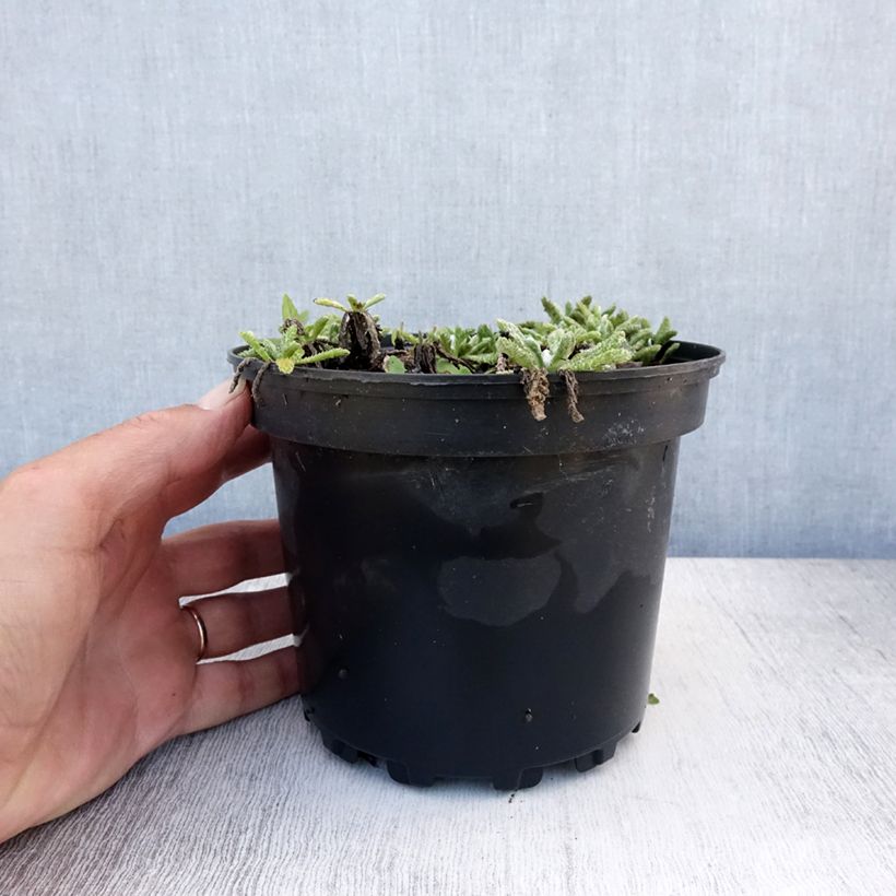 Esemplare di Achillea tomentosa - Millefoglio giallo Vaso da 2L/3L consegnato in estate