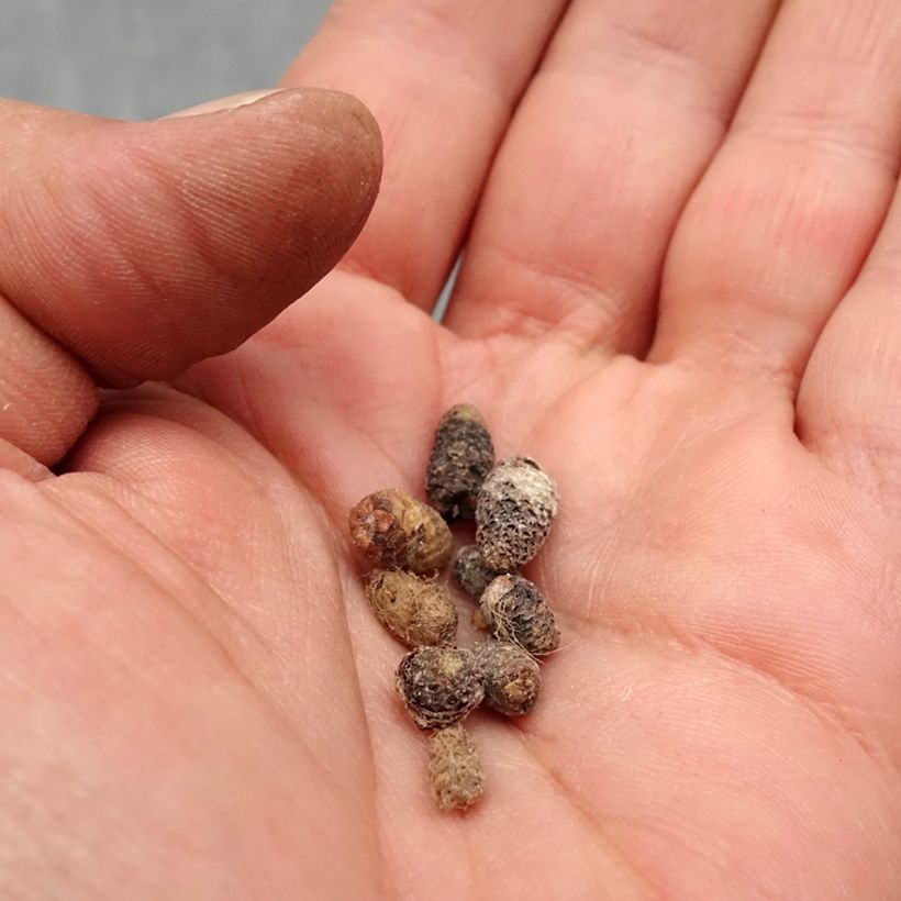 Achimenes Mix Bulbo taglia I esemplare consegnato in primavera