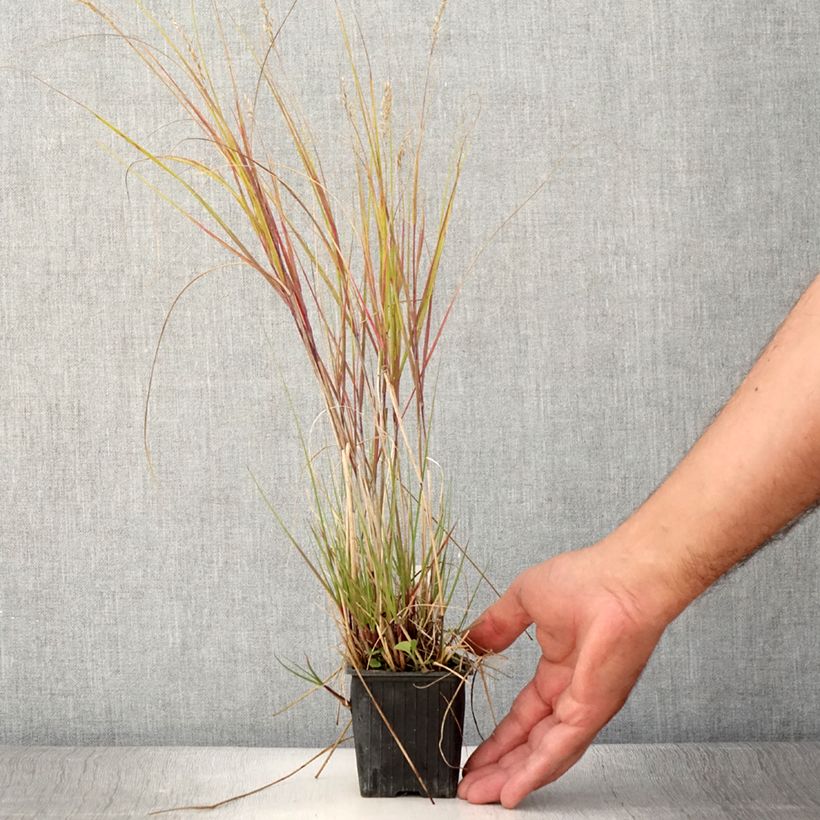Esemplare di Stipa calamagrostis Allgäu Vasetto da 8/9 cm consegnato in estate