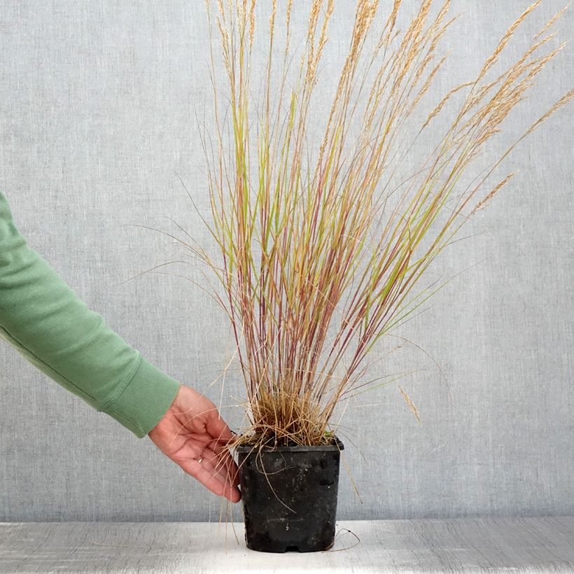 Esemplare di Stipa calamagrostis Allgäu Vaso da 1,5L/2L consegnato in estate