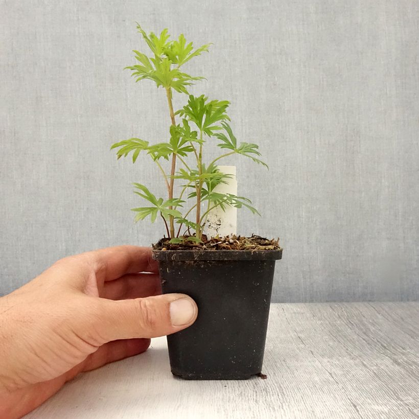 Esemplare di Aconitum henryi Spark's Variety Vasetto da 8/9 cm consegnato in estate