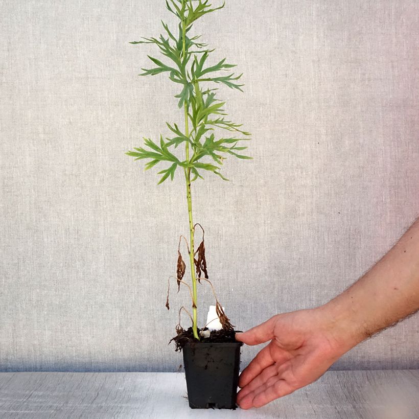 Esemplare di Aconitum napellus Album - Aconito napello Vasetto da 8/9 cm consegnato in estate