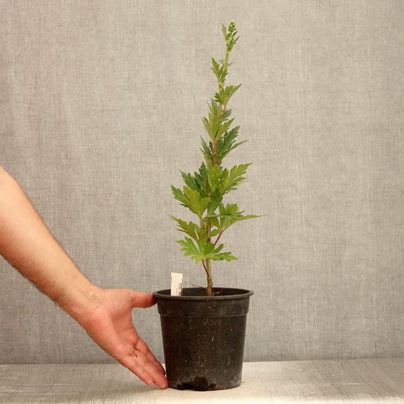 Esemplare di Aconitum fischeri - Aconito Vaso da 2L/3L consegnato in estate