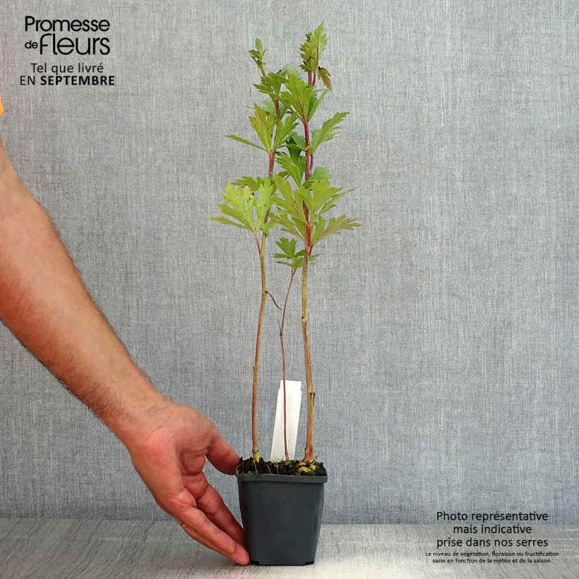 Esemplare di Aconitum carmichaelii Cloudy - Aconito Vasetto da 8/9 cm consegnato in estate