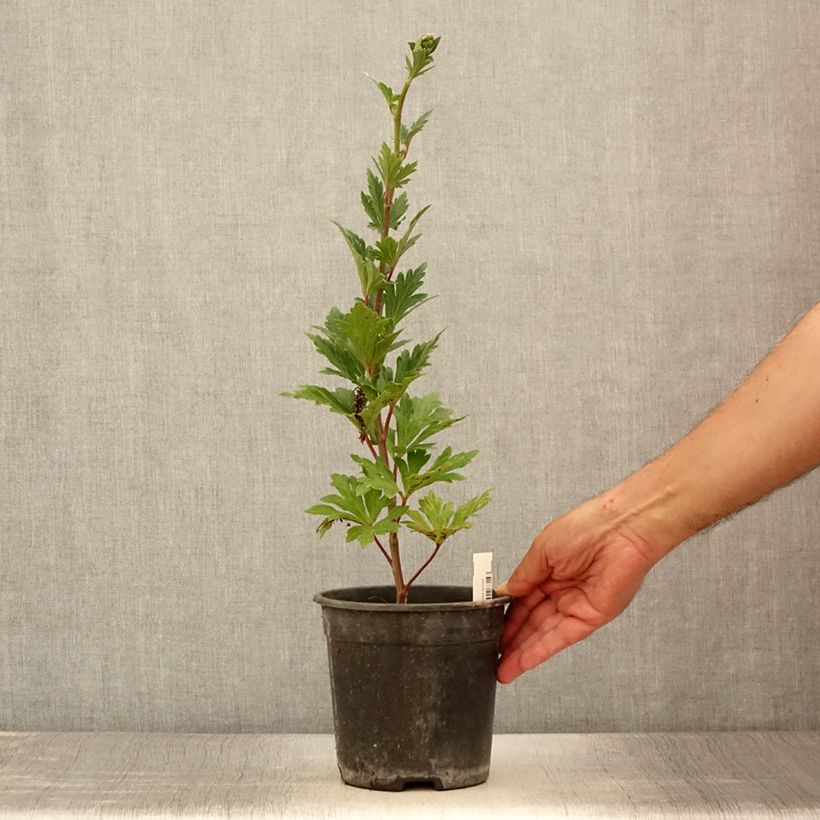 Esemplare di Aconitum carmichaelii Royal Flush - Aconito Vaso da 2L/3L consegnato in estate