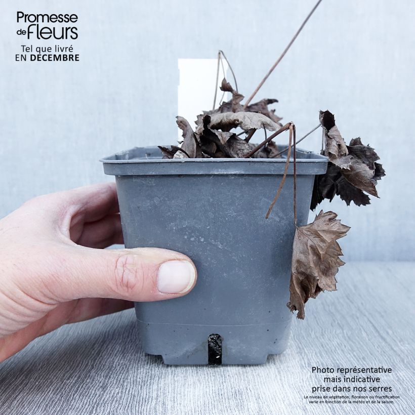 Esemplare di Actaea japonica Cheju-Do - Cimicifuga Vaso da 1L/1,5L come consegnato in autunno
