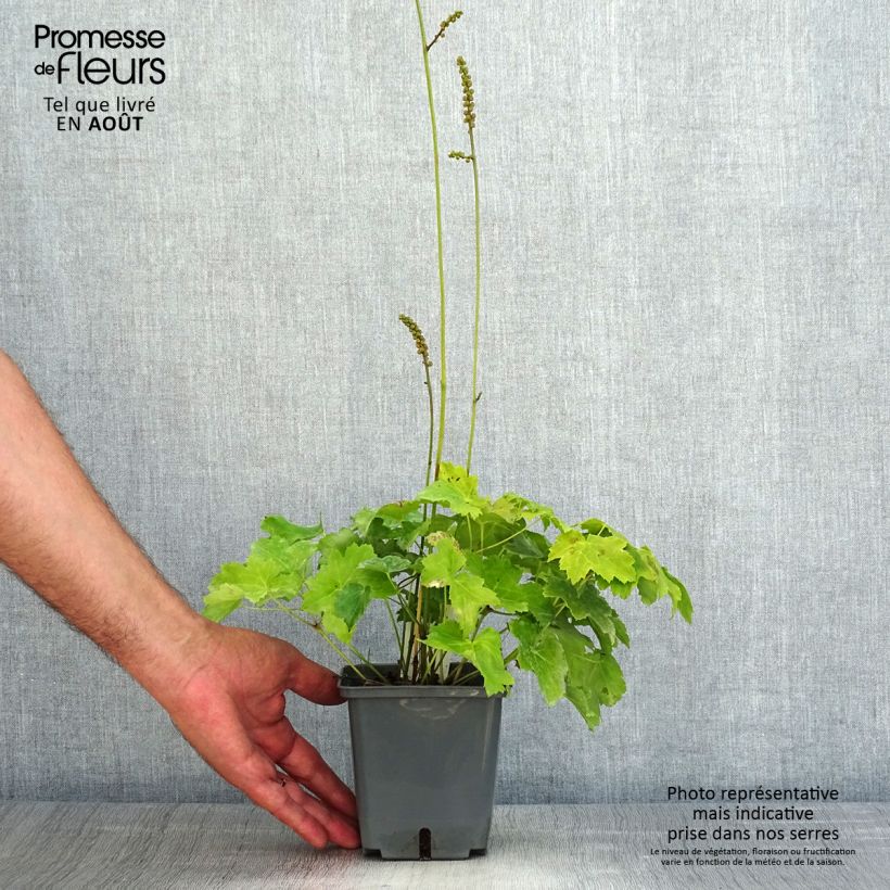 Esemplare di Actaea japonica Cheju-Do - Cimicifuga Vaso da 1L/1,5L consegnato in estate