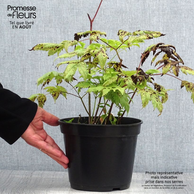 Esemplare di Actaea pachypoda Misty Blue - Occhi di bambola Vaso da 3L/4L consegnato in estate