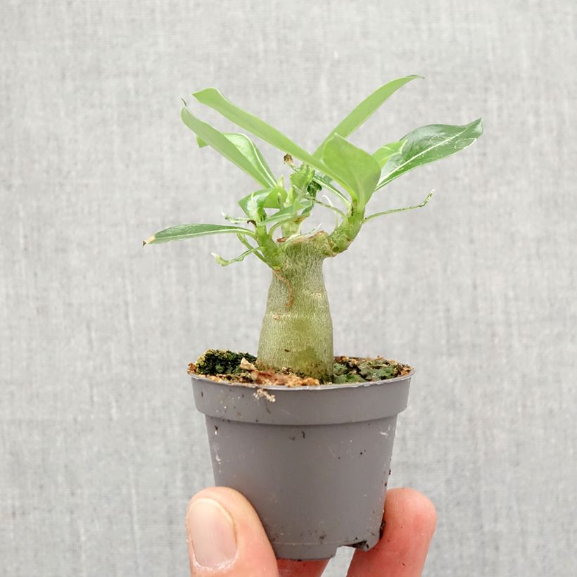 Adenium obesum - Rosa del deserto Mini-plante esemplare consegnato in primavera