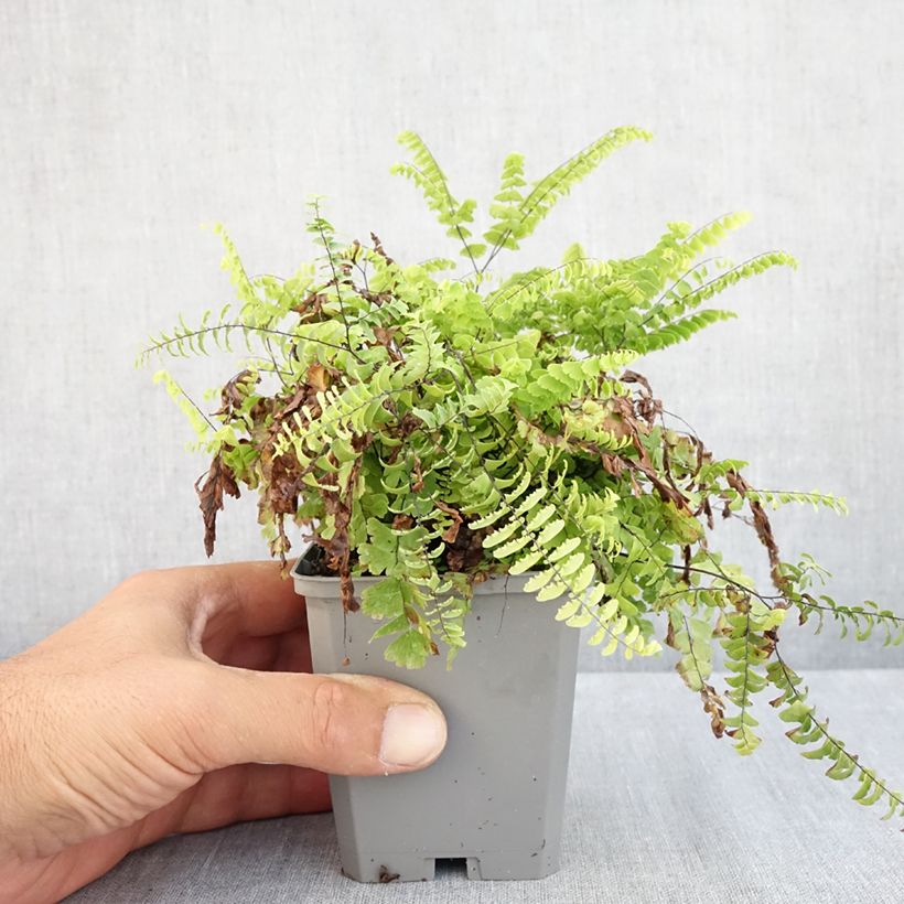 Esemplare di Adiantum pedatum - Felce capelvenere Vasetto da 8/9 cm consegnato in estate