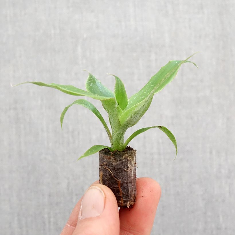 Aechmea tayoensis - Motte 5 cm x 7 cm esemplare consegnato in primavera