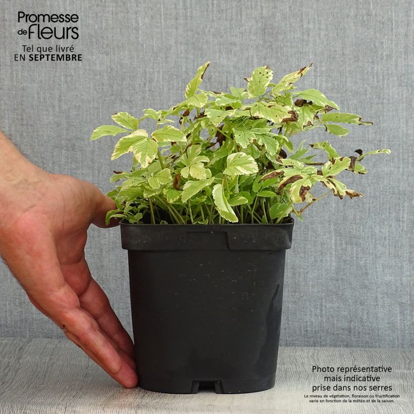 Esemplare di Aegopodium podagraria Variegata - Girardina silvestre Vaso da 2L/3L consegnato in estate