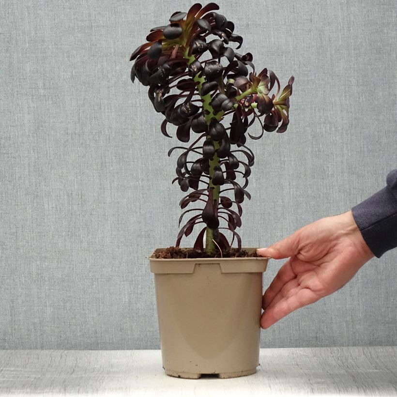 Esemplare di Aeonium arboreum var. atropurpureum Zwartkop Vaso da 3L/4L consegnato in estate