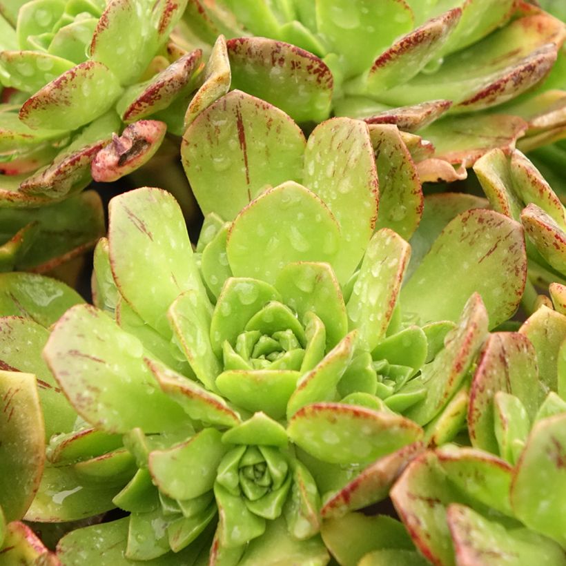 Aeonium Bronze Medal (Fogliame)