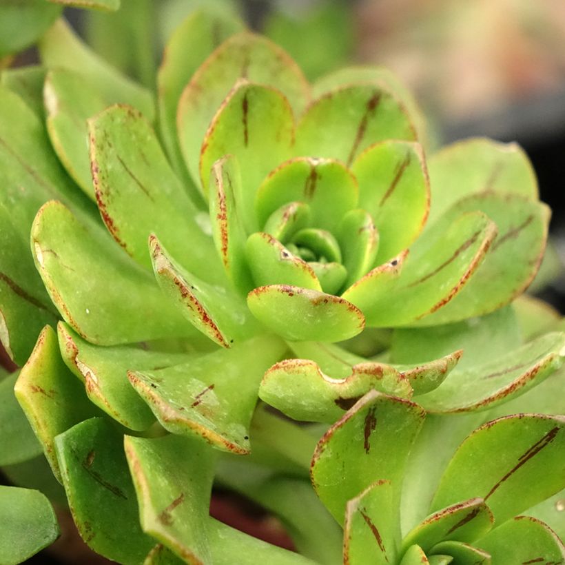 Aeonium Bronze Medal (Fogliame)