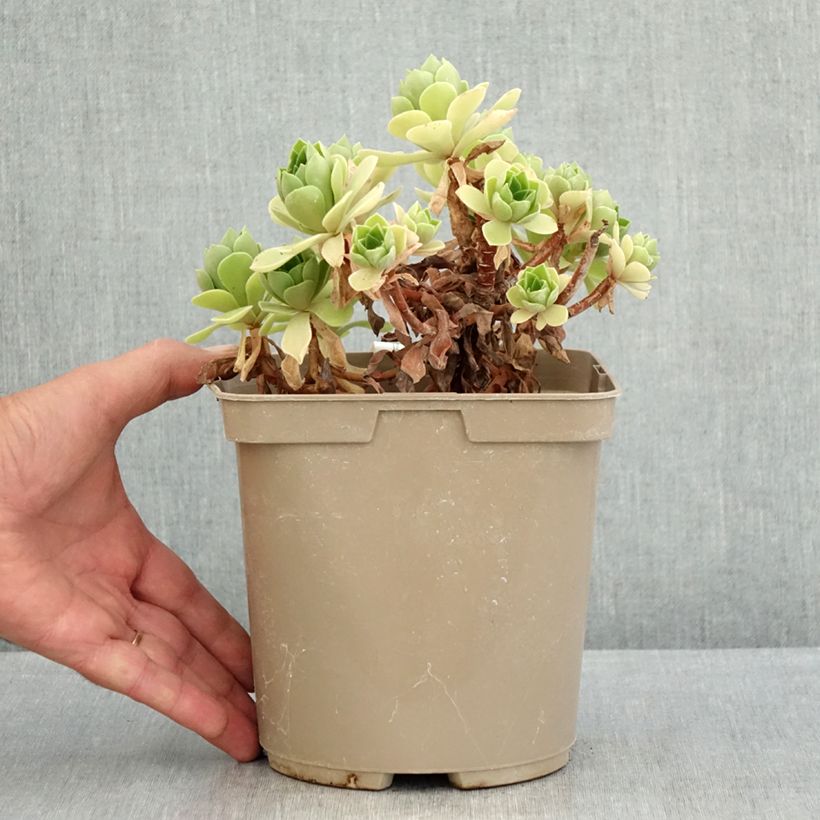 Esemplare di Aeonium Goblin Vaso da 3L/4L consegnato in estate