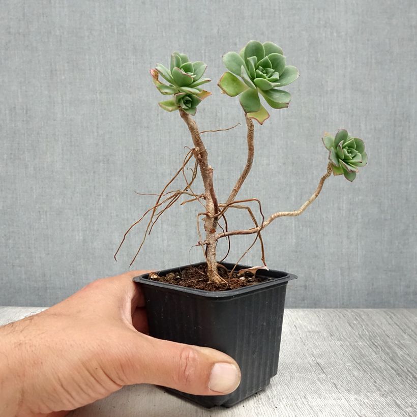 Esemplare di Aeonium haworthii Vasetto da 8/9 cm consegnato in estate