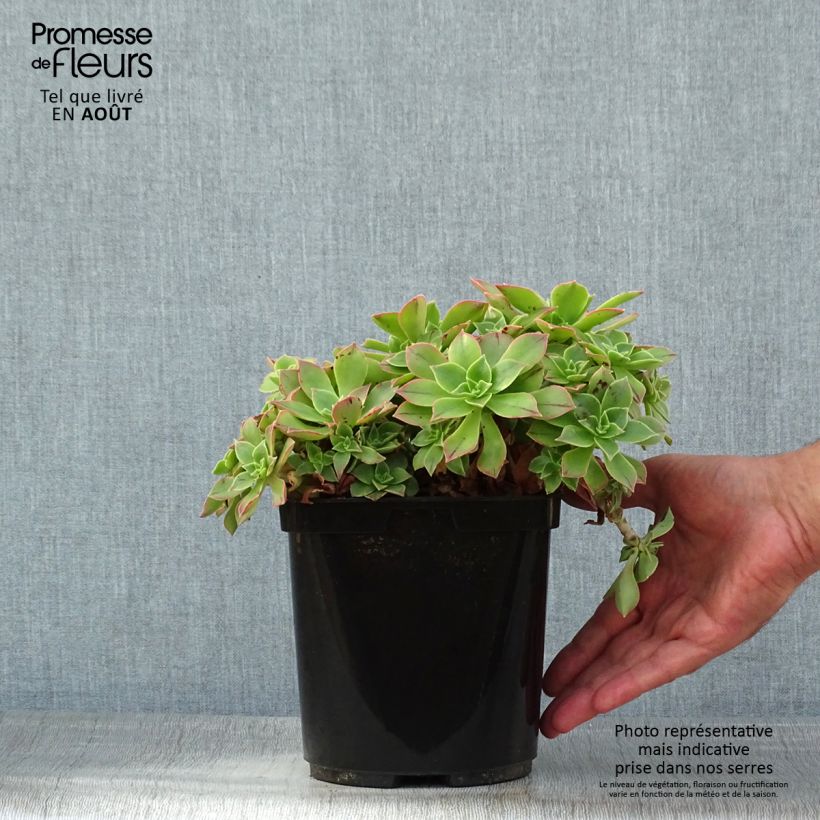 Esemplare di Aeonium leucoblepharum Vaso da 3L/4L consegnato in estate