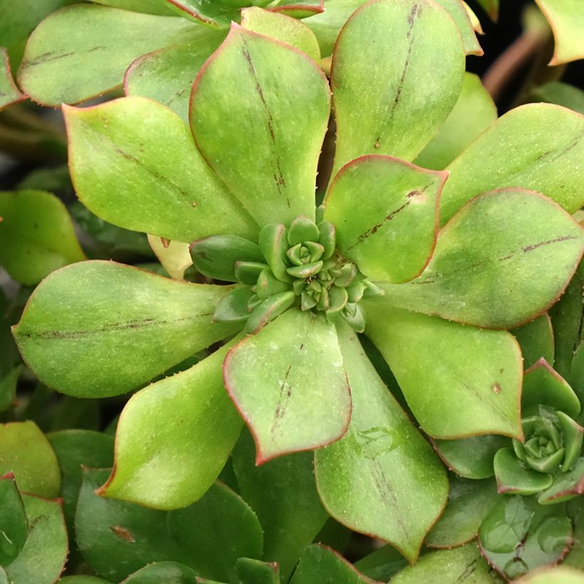 Aeonium Mary Ann Kunkel (Fogliame)