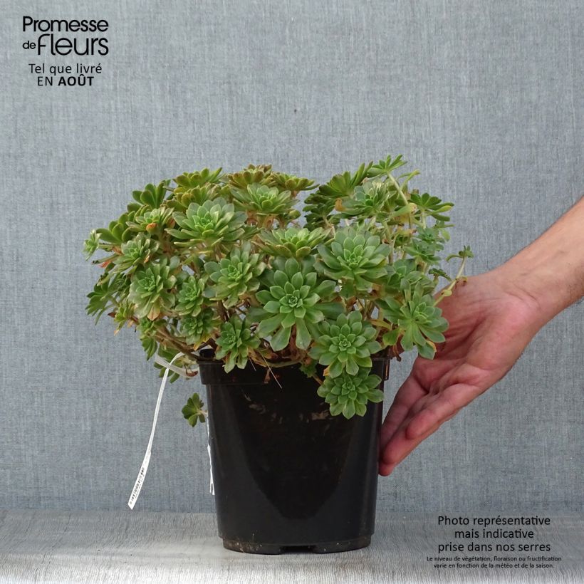Esemplare di Aeonium occidentale Vaso da 3L/4L consegnato in estate