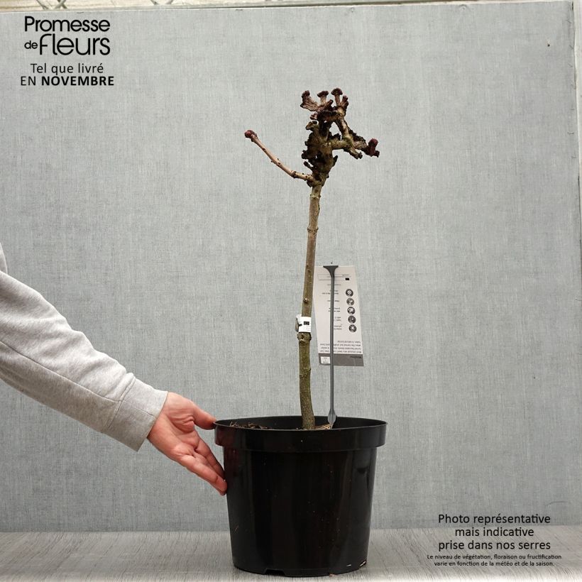Esemplare di Aesculus hippocastanum Monstrosa Vaso da 7,5L/10L come consegnato in autunno