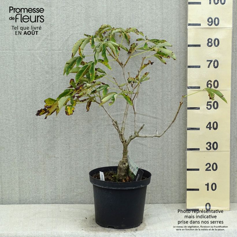 Esemplare di Aesculus pavia Koehnei - Ippocastano rosso nano Vaso da 7,5L/10L consegnato in estate