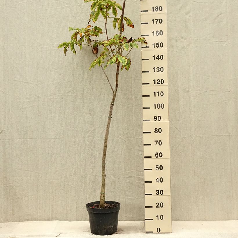 Esemplare di Aesculus carnea Marginata - Ippocastano rosso Vaso da 7,5L/10L consegnato in estate