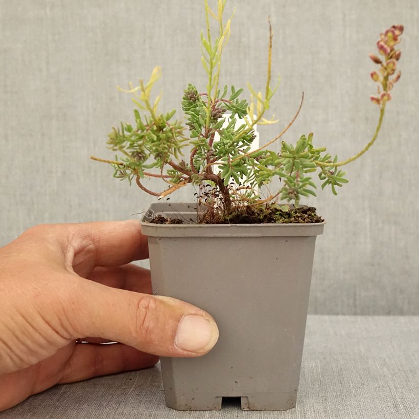 Esemplare di Aethionema armenum Warley Ruber Vasetto da 8/9 cm consegnato in estate