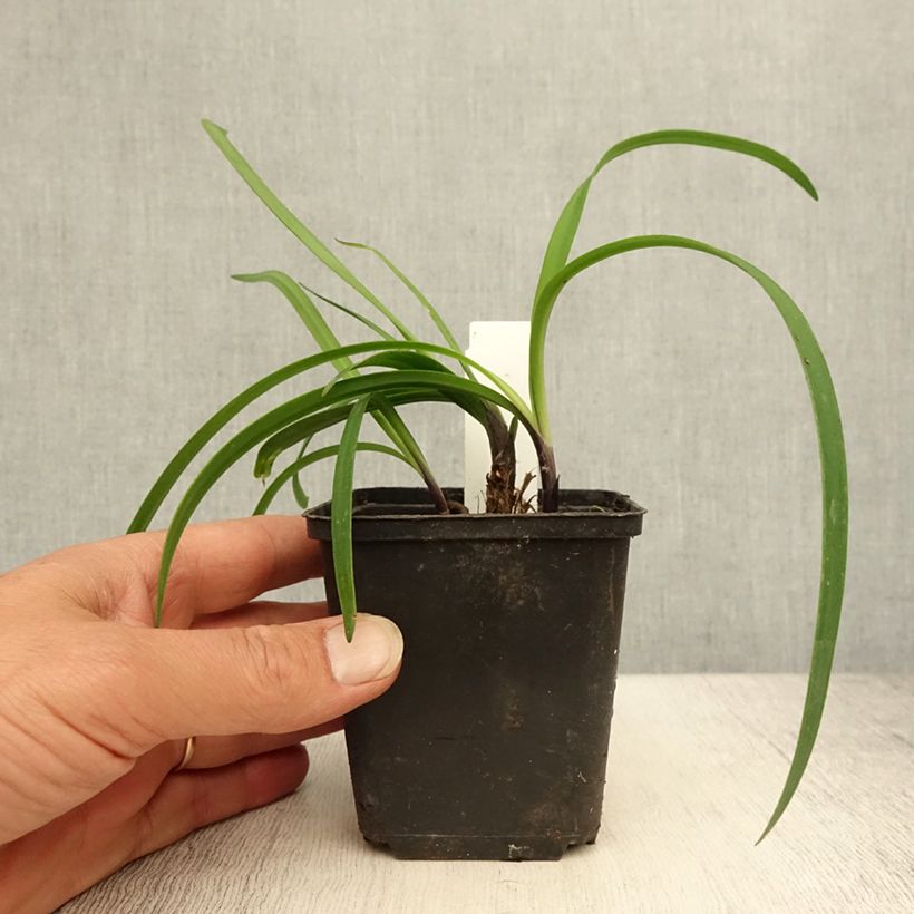 Esemplare di Agapanthus Black Buddhist Vasetto da 8/9 cm consegnato in estate