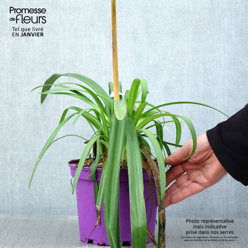 Agapanthus Black Jack Vaso da 1,5L/2L esemplare consegnato in inverno